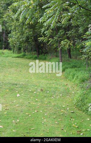 A Black Walnut Tree Damaged by Chinese Lanternflies Stock Photo - Alamy