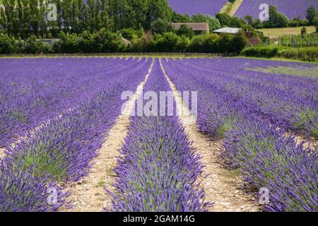 Castle Farm Lavender fields in Kent, UK.