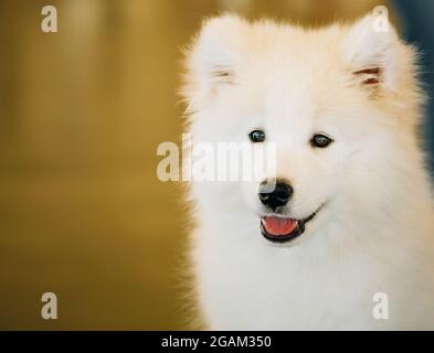 White Samoyed Dog Puppy Whelp Close Up Stock Photo