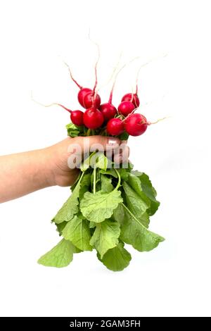 A bunch of fresh pink radishes in a woman's hand isolated on a white background. Stock Photo