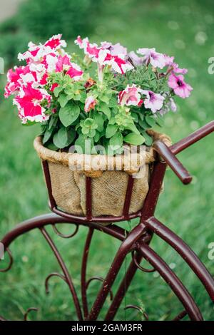 Decorative Vintage Model Old Bicycle Equipped Basket Flowers Garden Stock Photo