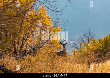 Mule Deer along Green River at head of Split Mountain Canyon viewed from Rainbow Park in Dinosaur National Monument, Utah, USA Stock Photo