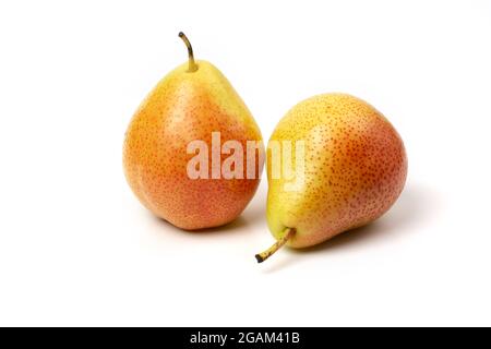 Two fresh trout pears are red and yellow isolated on a white background. Stock Photo