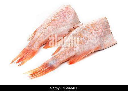 Red sea perch or big-eyed fish isolated on a white background. Stock Photo