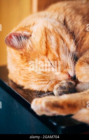 Peaceful Red Kitten Cat Sleeping On Bed Stock Photo