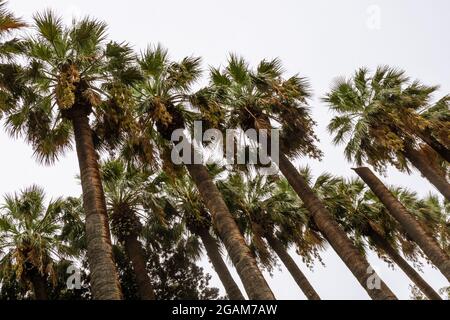 Tall palm trees on gray sky at the National Garden of Athens, Greece. Exotic city center greenery Stock Photo