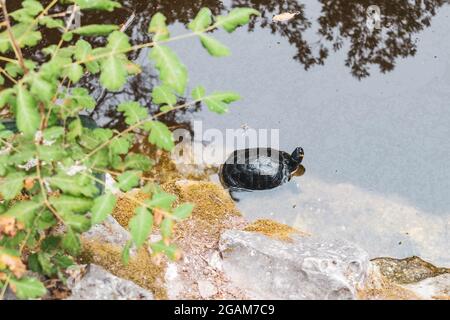 Red-eared slider turtles resting on stone in Terrapin Pond in National Garden of Athens, Greece. Watching tortoise wildlife with greenery Stock Photo