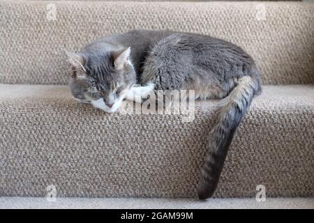 Cute grey cat sleeping on stairs Stock Photo