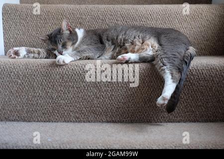 Cute grey cat stretched out sleeping on stairs Stock Photo