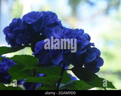 Beautiful deep blue cluster of hydrangeas flowering and blooming on a summer day. Stock Photo
