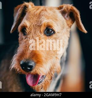 Brown Airedale Terrier Dog Close Up Portrait. Stock Photo