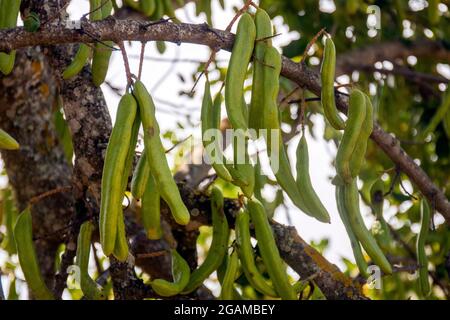 Close up view of a bunch of carob fruits hanging from the tree. Stock Photo