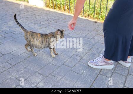 Young woman tries to touch resting pregnant cat. Cat with a big belly lying on the cement. Stock Photo