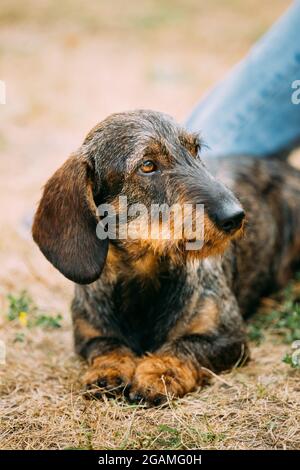 Brown Red wire-haired Dachshund Dog play outdoor Stock Photo