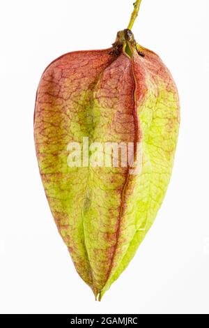 Green and red flower branch in the shape of a lantern on a bland background Stock Photo