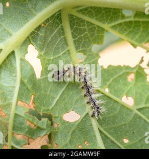 Small, young caterpillar of Comma butterfly, Polygonia c-album. Macro, UK. Stock Photo