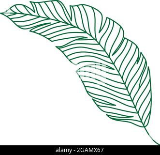 Monoline green vector drawing exotic tropical leaf monstera plant. Printable decorative houseplant concept for home wall decor poster ornament. Modern Stock Vector