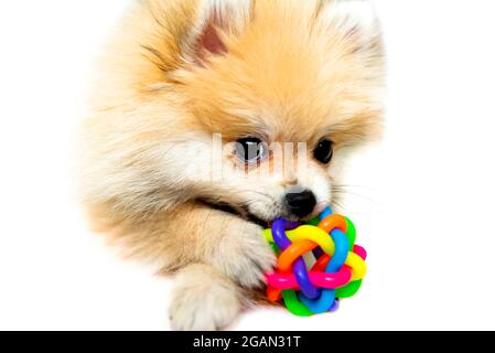 Pomeranian Spitz playing with its ball on a white background Stock Photo