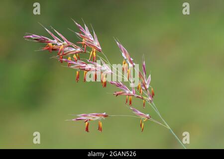 Close up image of Meadow Brome or Bromus erectus grass in a Nature reserve in County Durham, England, UK. Stock Photo