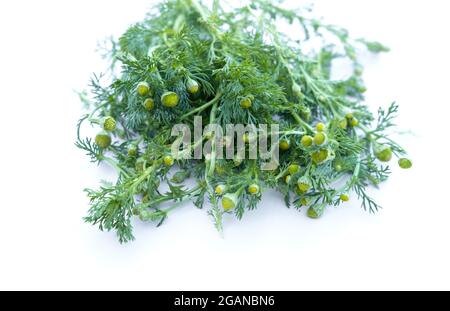 Pineappleweed smells almost identical to chamomile, with a pineapple undertone. Stock Photo