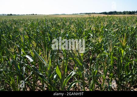 Corn plantation in Estonia. Stock Photo