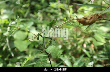 A immature green color oriental garden lizard sitting top of a branch of sensitive plant in the wild Stock Photo