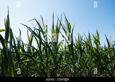 Corn plantation in Estonia. Stock Photo