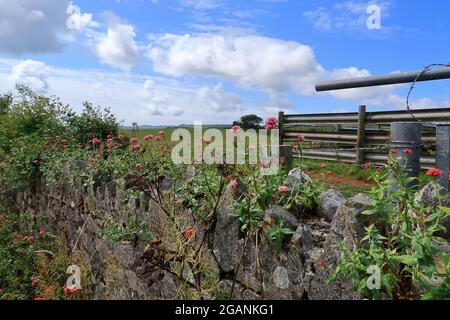 Wild flowers on an old stone wall with fields and meadows in the background Stock Photo