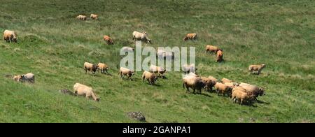 Herd of Aubrac cows roaming free in the meadows of Auvergne Stock Photo