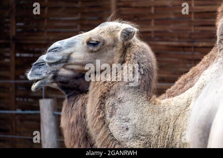 Bactrian camels (Camelus bactrianus), also known as the Mongolian camel at Sosto Zoo in Nyiregyhaza, Hungary. Stock Photo