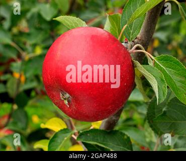 Apple 'Cox's Orange Pippin', growing on tree, malus domestica, apples Stock Photo