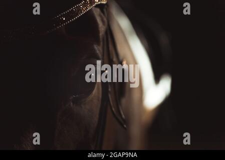 Seal brown Horse with black eyes wearing beautiful jewelry on head standing in the stable. Horsehead closeup view. Front view of horse head. Racehorse. Horse riding Concept. Stock Photo