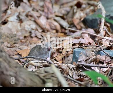 Wild Wood mouse resting on the root of a tree on the forest floor with lush green vegetation..Gray mouse in nature Stock Photo