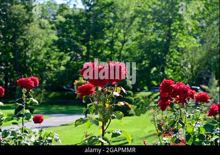 Blooming bushes of roses on a background of trees in a green garden Stock Photo