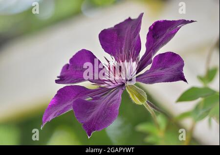 Blooming clematis flower and bud close-up, shallow depth of field macro photography Stock Photo