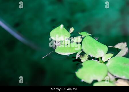 Home aquarium floating plants called Amazon frogbit or Limnobium Laevigatum bitten by freshwater fishes. Leaves are torn. Closeup view. Stock Photo