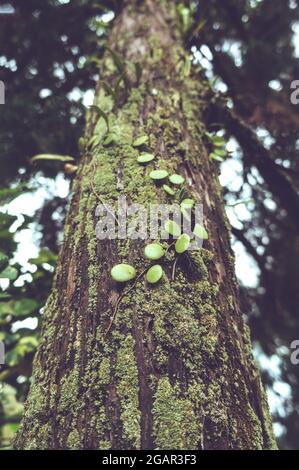 Green moss and parasitic plants covered on a tree trunk in forest. This plant is scientifically known as Pyrrosia piloselloides. Serenity nature backg Stock Photo