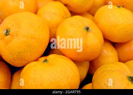 Mandarin oranges in stacks. Full view. Stock Photo