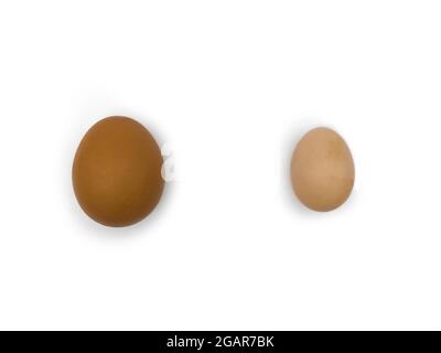 Comparing standard chicken egg and bantam egg. Isolated on white. Stock Photo