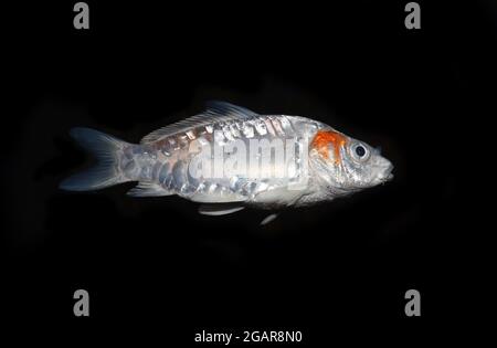 Kohaku Koi fish died due to poor water quality i.e. ammonia poisoning. Isolated on black. Stock Photo