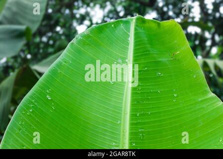 Close up view of wet banana leaf in the forest with soft bokeh background Stock Photo