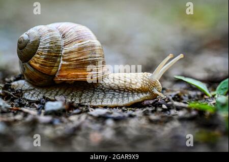 Roman Snail Helix pomatia on the road Stock Photo