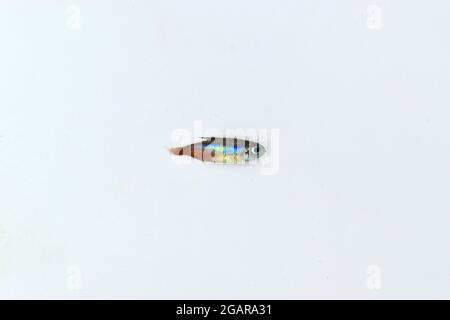 Neon tetra fish died due to poor water quality i.e. ammonia poisoning. Dead Small fish. Animal abuse. Isolated on white. Stock Photo