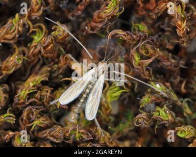 Tiny male Chironomidae midge, about 3mm in length excluding antennas Stock Photo