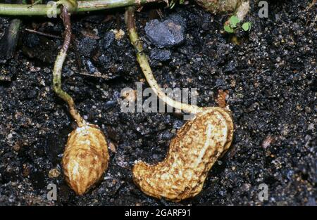 CLOSE-UP PEANUT 'VIRGINIA (ARACHIS HYPOGAEA) POD GROWING IN SOIL. FABACEAE. ALSO KNOWN AS MONKEY NUTS, GROUNDNUTS OR GOOBERS. Stock Photo