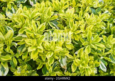Close-up of unfolding early Spring yellow and green variegated foliage on evergreen Euonymus Fortunei shrub, April, England UK Stock Photo