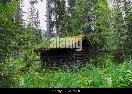 A small wooden cabin with a moss-covered roof in the middle of the forest Stock Photo