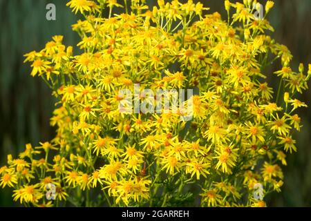 Jacobaea vulgaris,  Senecio jacobae yellow flowers closeup in meadow  selective focus Stock Photo
