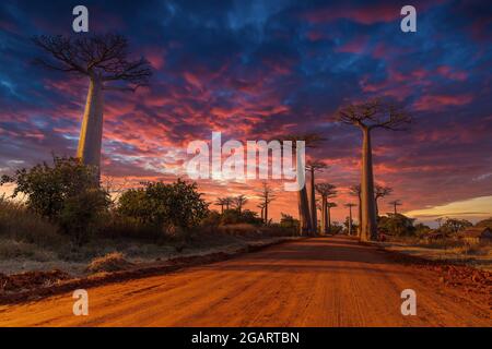 Amazing Sunset at the huge baobabs forming the famous Allee des baobabs near Morondava in Madagascar Stock Photo