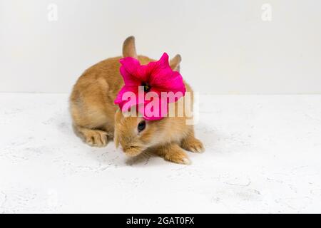 Ginger rabbit with a pink flower on a white background. The basis for the postcard. Stock Photo